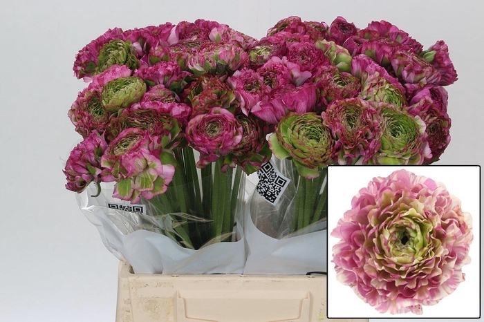 <h4>RANUNCULUS OV</h4>