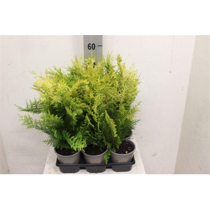 Chamaecyparis lawsoniana 'Ivonne'