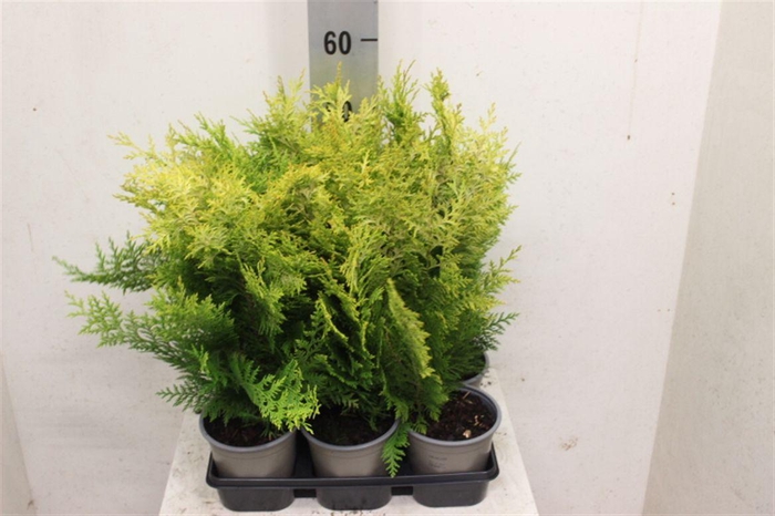<h4>Chamaecyparis lawsoniana 'Ivonne'</h4>