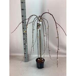 SALIX CAP KILMARNOCK