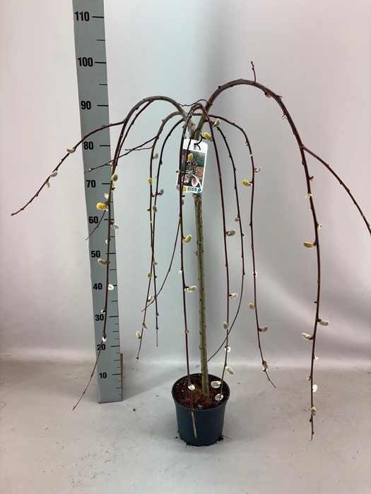 <h4>SALIX CAP KILMARNOCK</h4>