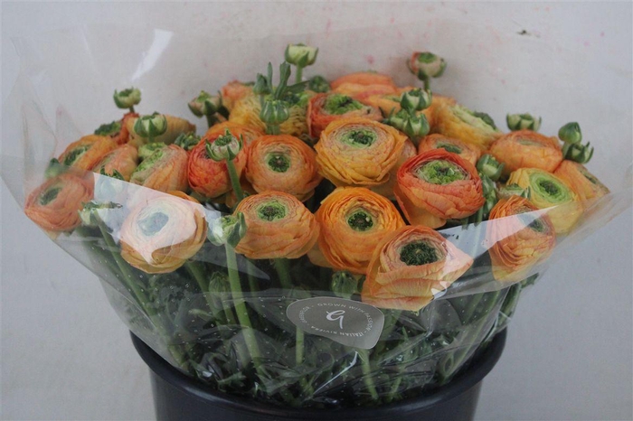 <h4>Ran Cloni Sup Honey</h4>