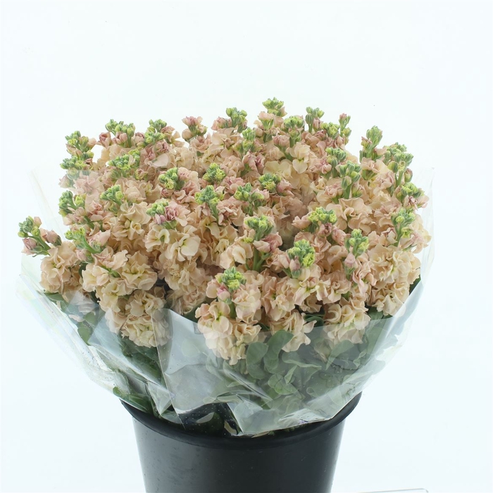 <h4>Matth Incana Iron Apricot</h4>