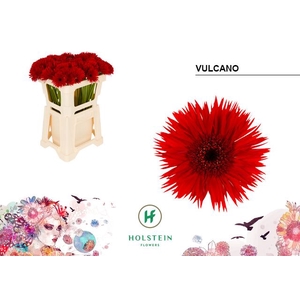 Germini Spider Vulcano Water x80