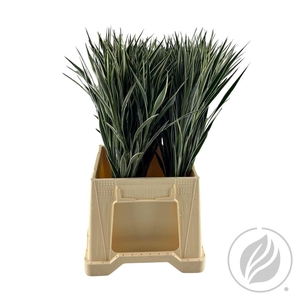 Sanderiana Celles 52cm