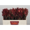 Leucadendron Fireglow Spray