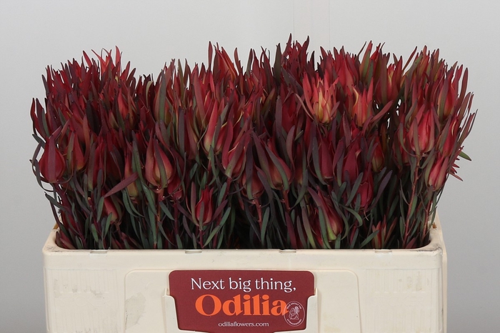 Leucadendron Fireglow Spray