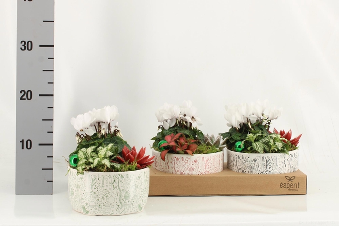 <h4>ARR KAMERPL</h4>