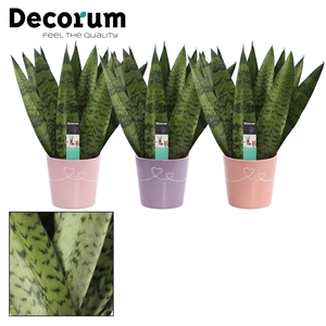 Sansevieria Zeylanica fan 12 cm in Romy (Party Love-collection)