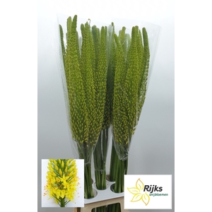 EREMURUS BOLERO