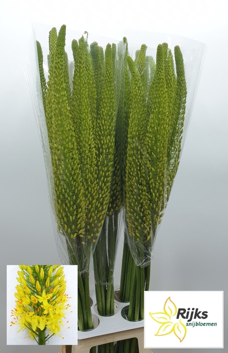 <h4>EREMURUS BOLERO</h4>