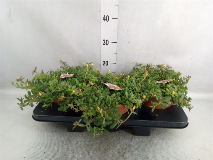 <h4>Portulaca   ...</h4>