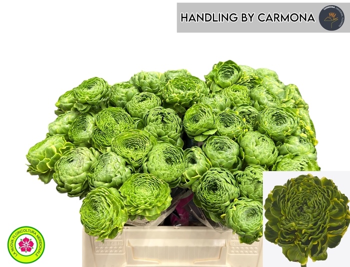 <h4>RAN PON PON PETERPAN</h4>