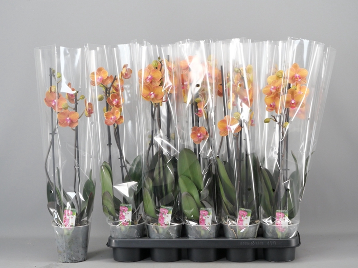 <h4>PHAL OV ORANJE</h4>