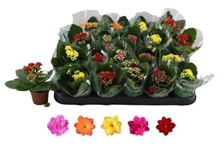 <h4>Kal Ge Ro Gem 5 Kl</h4>