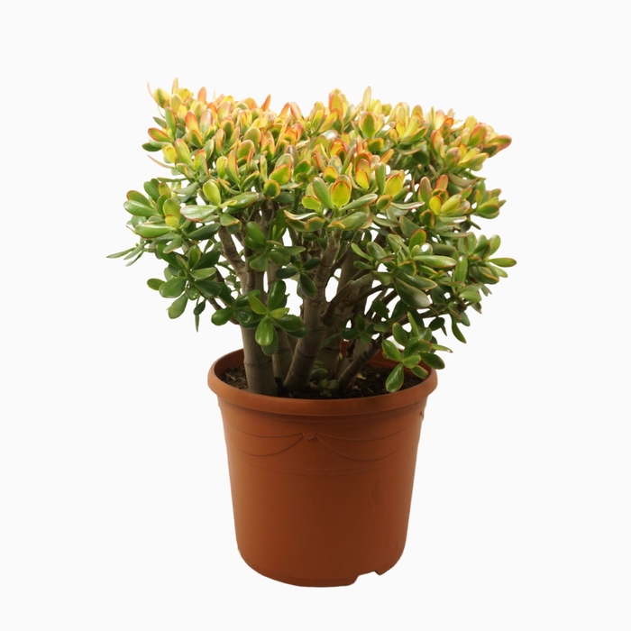 <h4>Crassula Sunset</h4>