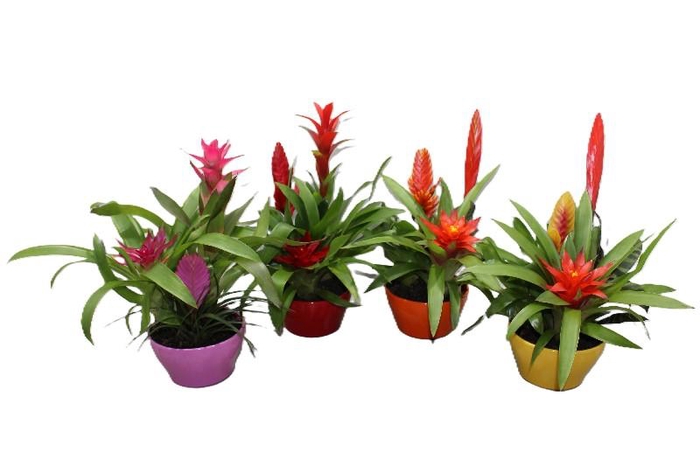 Bromelia compositie H% keramiek Coupe Exotic Classic Ø16