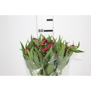 ALSTROEMERIA BAHIA 080 CM
