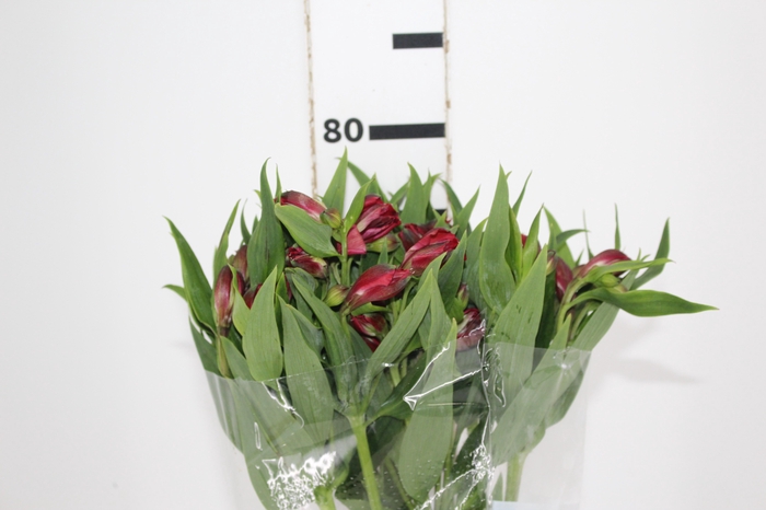 <h4>ALSTROEMERIA BAHIA 080 CM</h4>