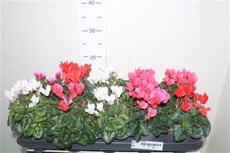 <h4>Cycl Kl Sup Verano</h4>