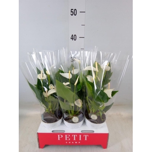 Anthurium andr. 'White Champion'