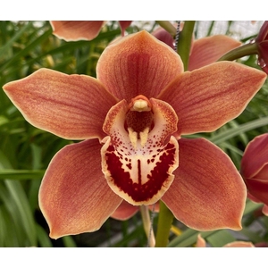 CYMB T MRS BRITNEY x8