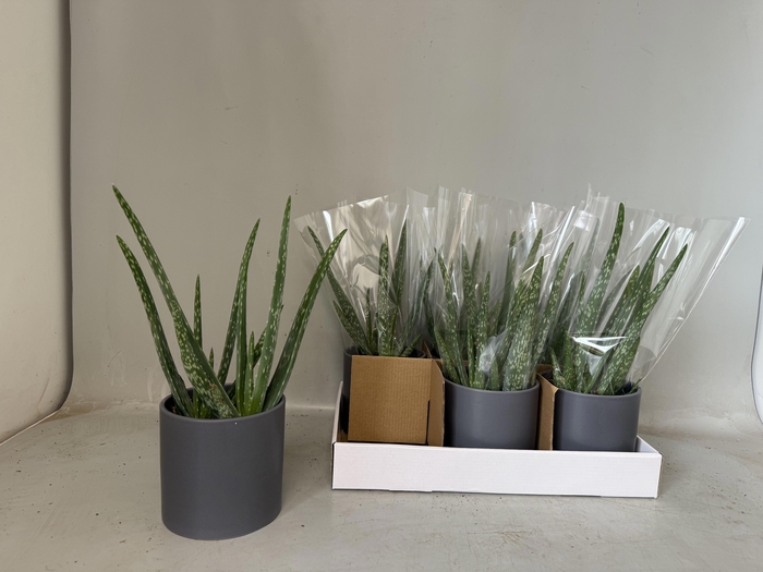 <h4>ALOE VERA</h4>