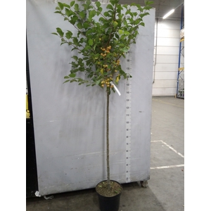 Malus  'Evereste'