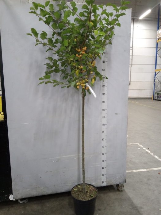 <h4>Malus  'Evereste'</h4>