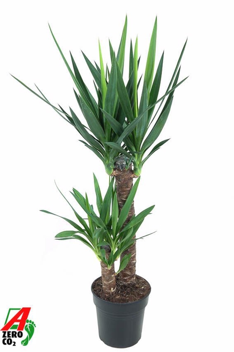 <h4>Yucca</h4>