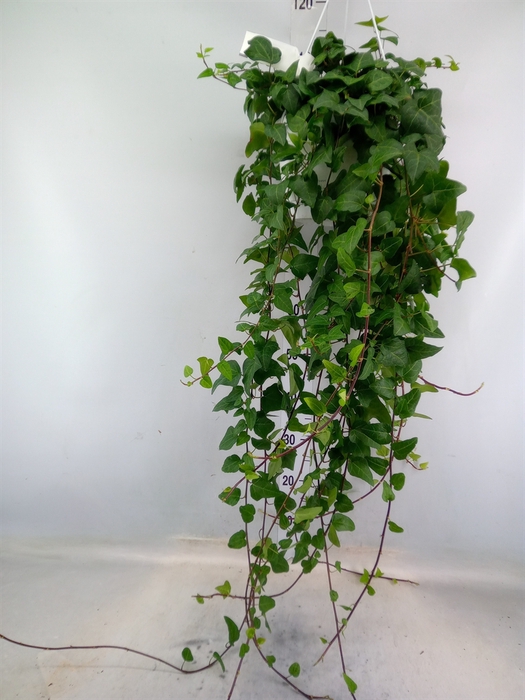 <h4>Hedera helix 'Mein Herz'</h4>