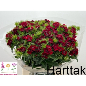 DI BARB S WILL RED