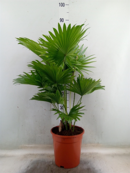<h4>Livistona rotundifolia</h4>