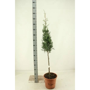 CUPRES AR AUREA PYRAMIDE 140CM