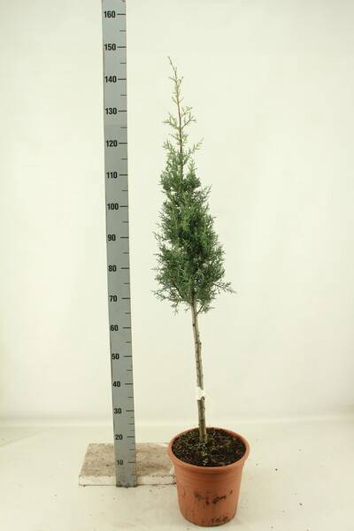 <h4>CUPRES AR AUREA PYRAMIDE 140CM</h4>