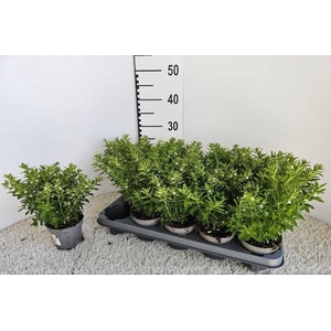 CUPH HYSSOPIFOLIA