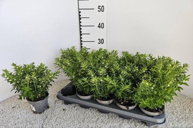 <h4>CUPH HYSSOPIFOLIA</h4>
