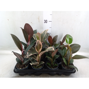 Ficus elastica   ...