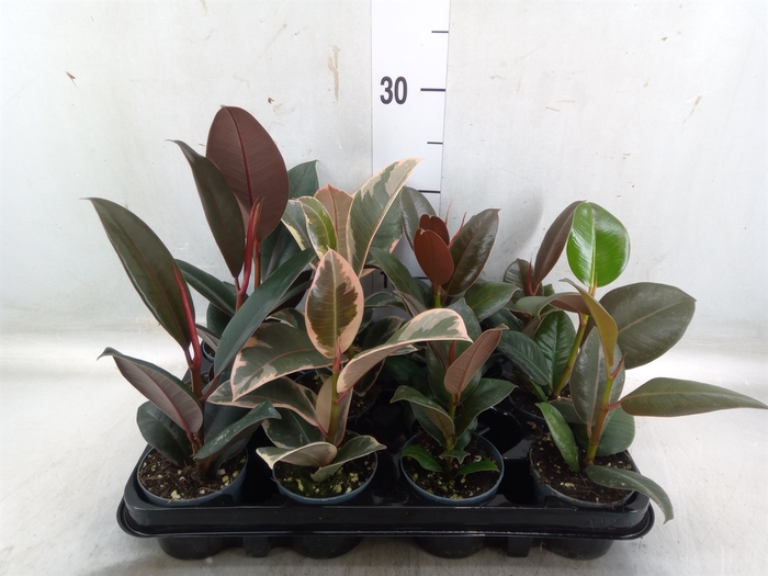 <h4>Ficus elastica   ...</h4>