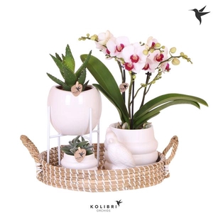 Arrangementen Phalaenopsis mt H%