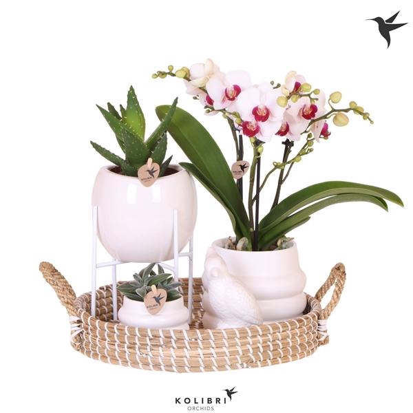 <h4>Arrangementen Phalaenopsis mt H%</h4>