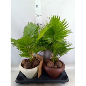 Livistona rotundifolia