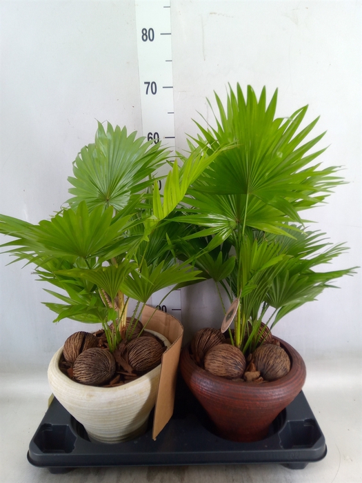 <h4>Livistona rotundifolia</h4>
