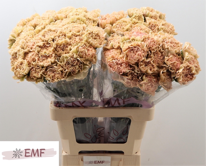 <h4>DI ST LEGE MARRONE</h4>