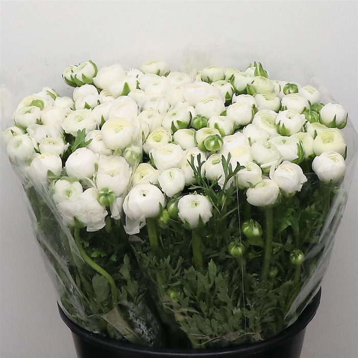 <h4>Ran El Sr White Extra</h4>