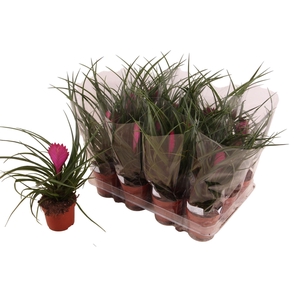 Tillandsia cyanea