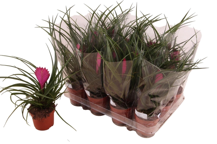 <h4>Tillandsia cyanea</h4>