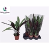 Calat Lancifolia 17cm Pot