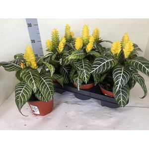 Aphelandra squar. 'Dania'