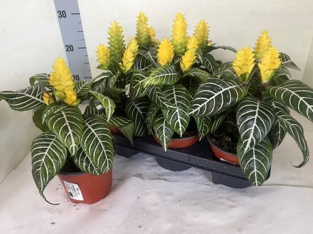 <h4>Aphelandra squar. 'Dania'</h4>